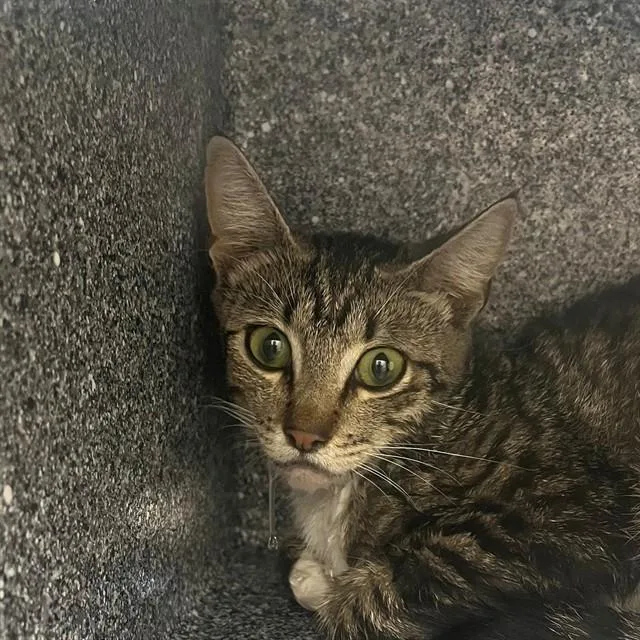 A young small-sized female Domestic Short Hair cat named Kimmie for adoption in Naples, FL