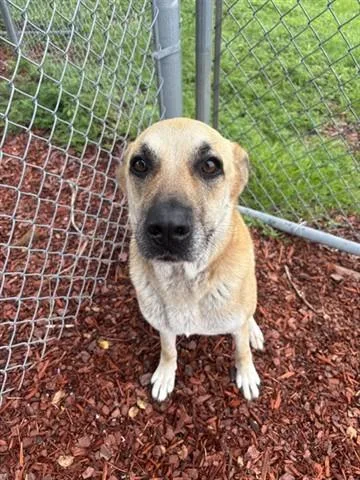 An adult large-sized female German Shepherd Dog dog named Olivia for adoption in Panama City, FL