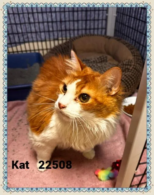 Kat thumbnail 2