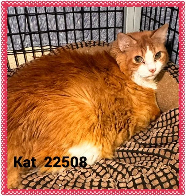 Kat thumbnail 3