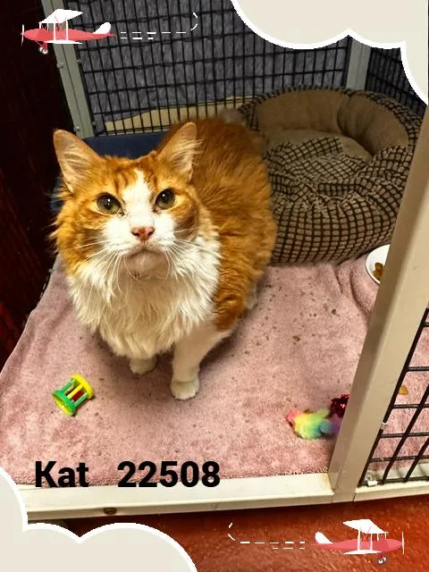 Kat thumbnail 4