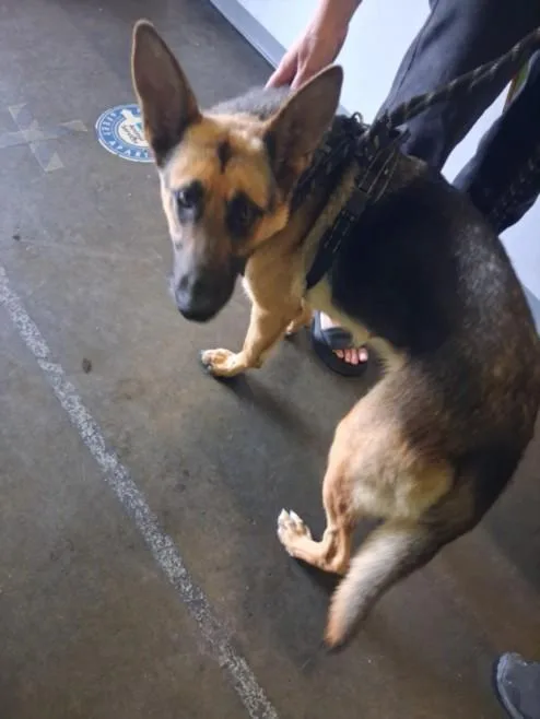 A young large-sized female German Shepherd Dog dog named Tonya for adoption in Los Angeles, CA