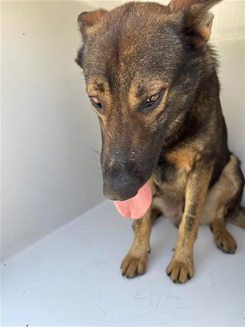 A young large-sized male German Shepherd Dog dog named A for adoption in Houston, TX