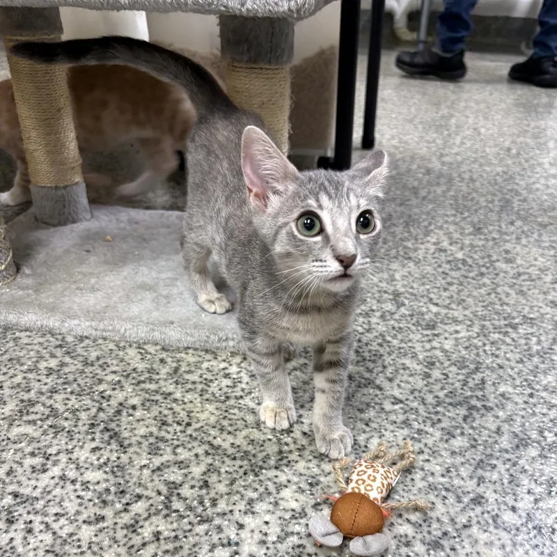 A baby small-sized female Gray / Blue / Silver Domestic Short Hair cat named Earl Grey for adoption in Falls Church, VA