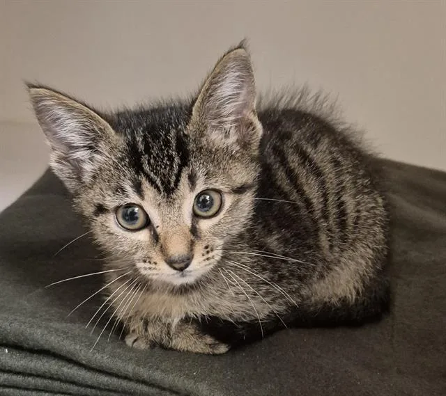 A baby small-sized male Domestic Short Hair cat named Lucas for adoption in Lodi, CA