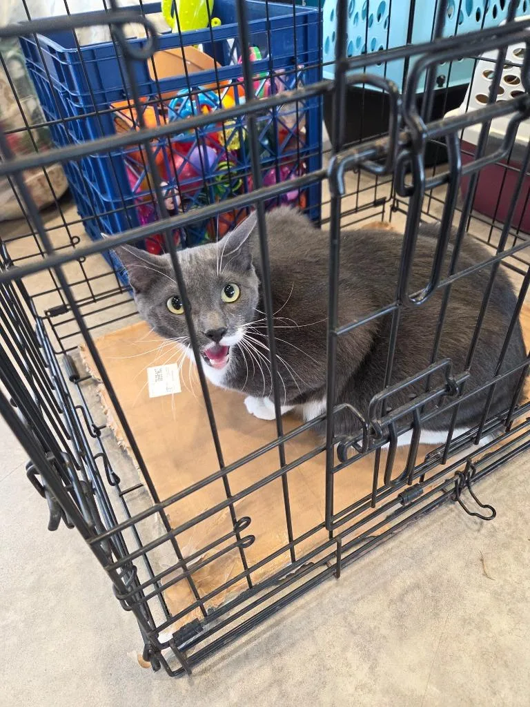 An adult large-sized male Domestic Short Hair cat named Fuzzy for adoption in Bossier City, LA