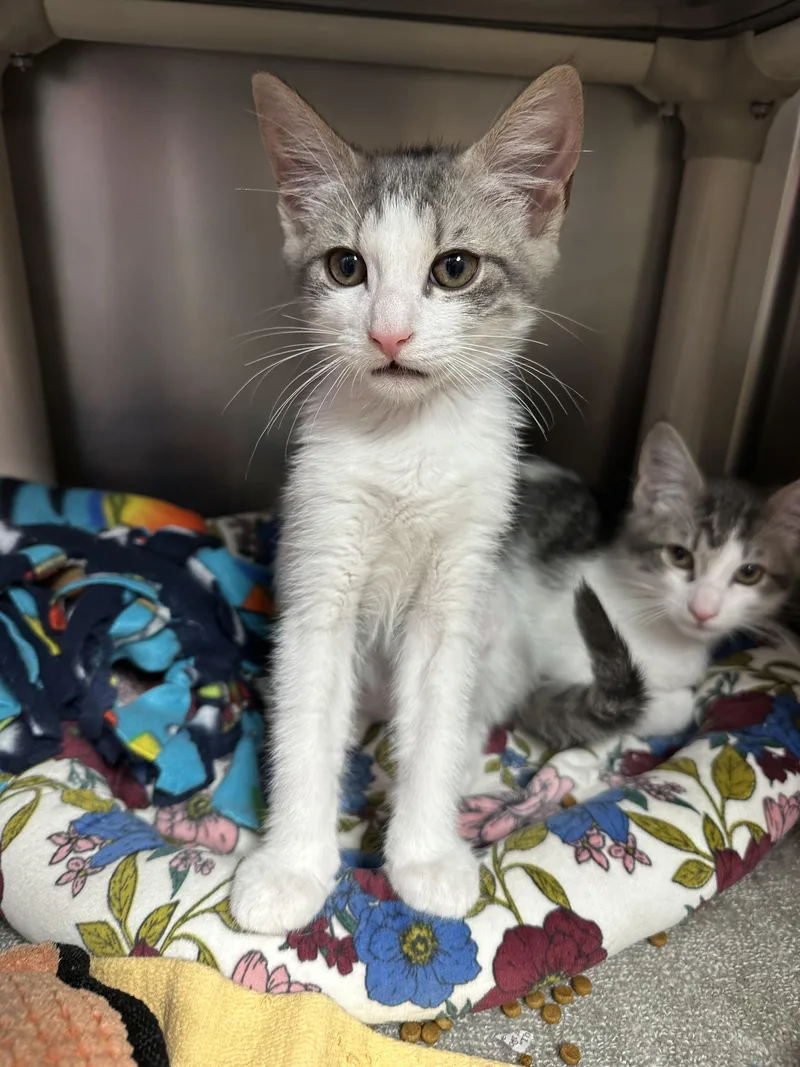 A baby medium-sized female Domestic Short Hair cat named Hope Hendrix Harlan & for adoption in Clifton, NJ