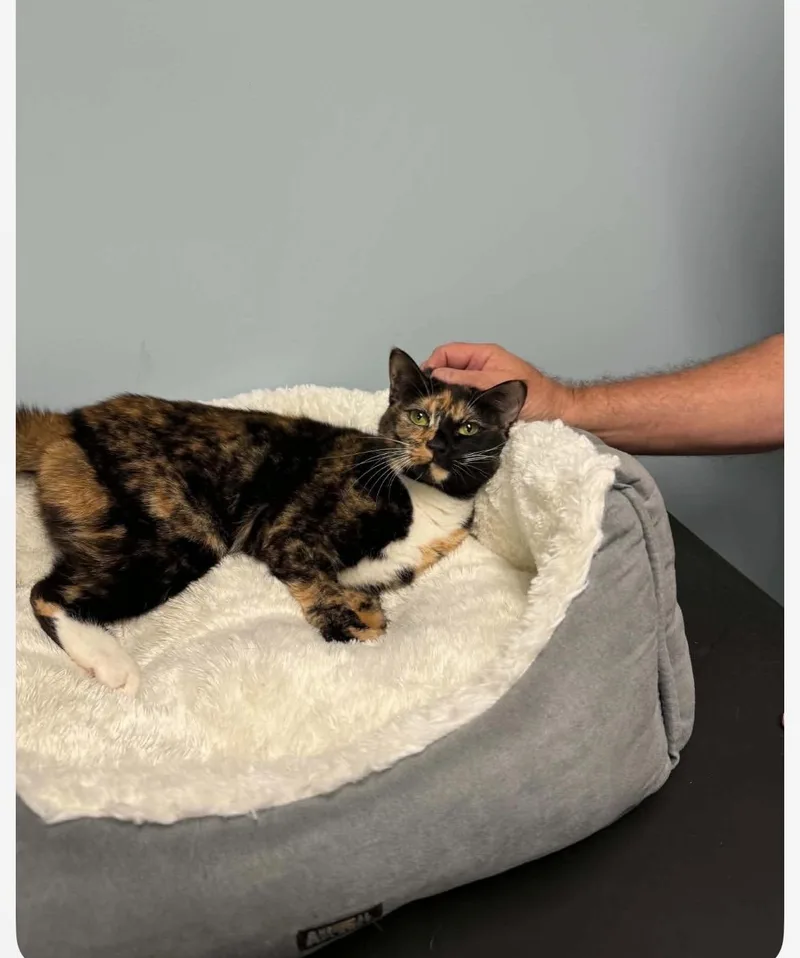 A young medium-sized female Torbie cat named Dd for adoption in Kannapolis, NC