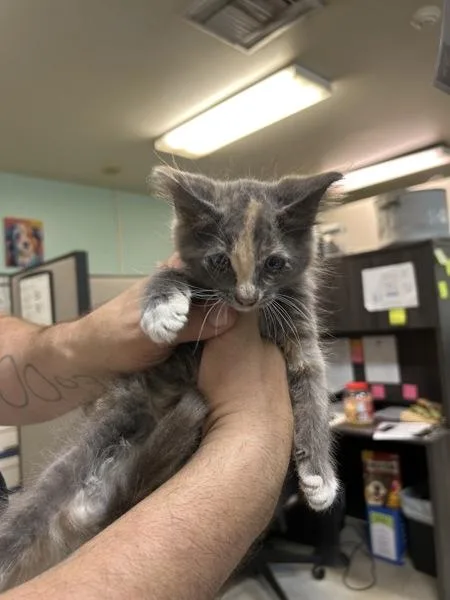 A baby small-sized female Domestic Short Hair cat named Rhonda for adoption in Mobile, AL