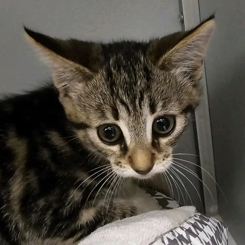 A baby small-sized female Brown / Chocolate Domestic Short Hair cat named Sorrel for adoption in Columbus, NC