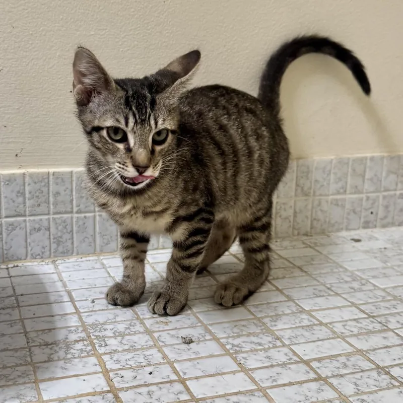 A baby small-sized male Brown / Chocolate Domestic Short Hair cat named Matteo for adoption in Miami, FL