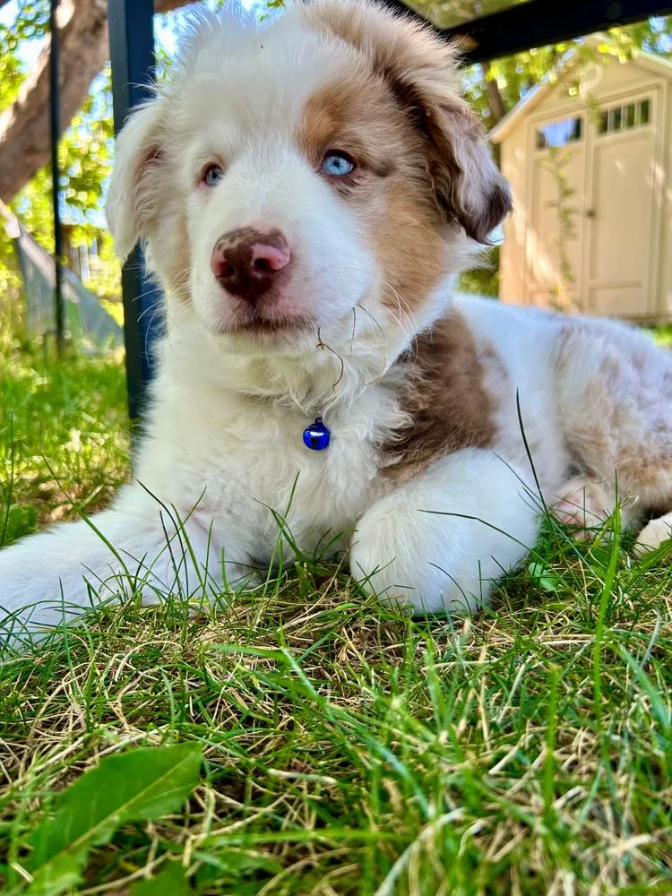 Kojak