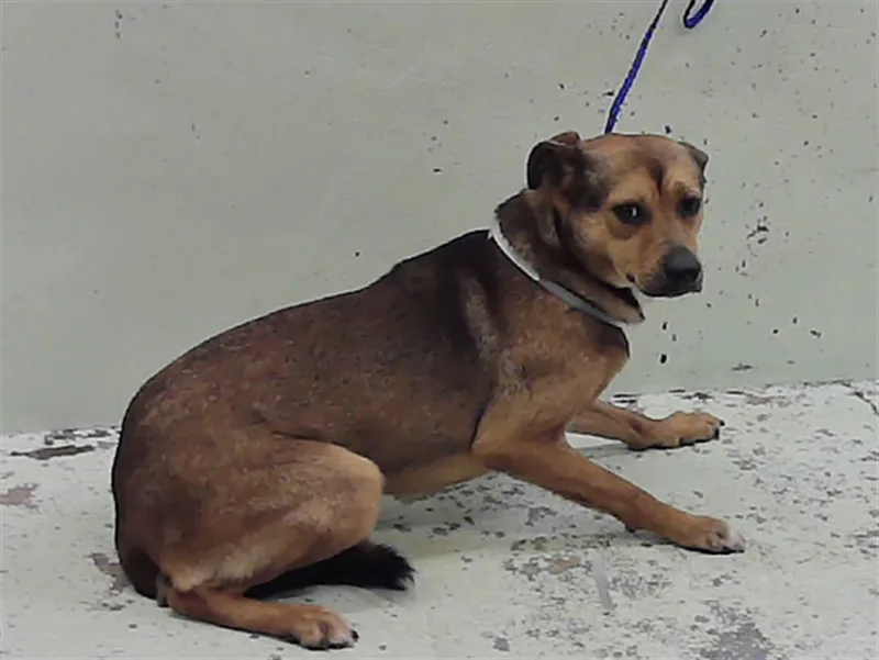 A young medium-sized male Collie dog named Rambo for adoption in Houston, TX