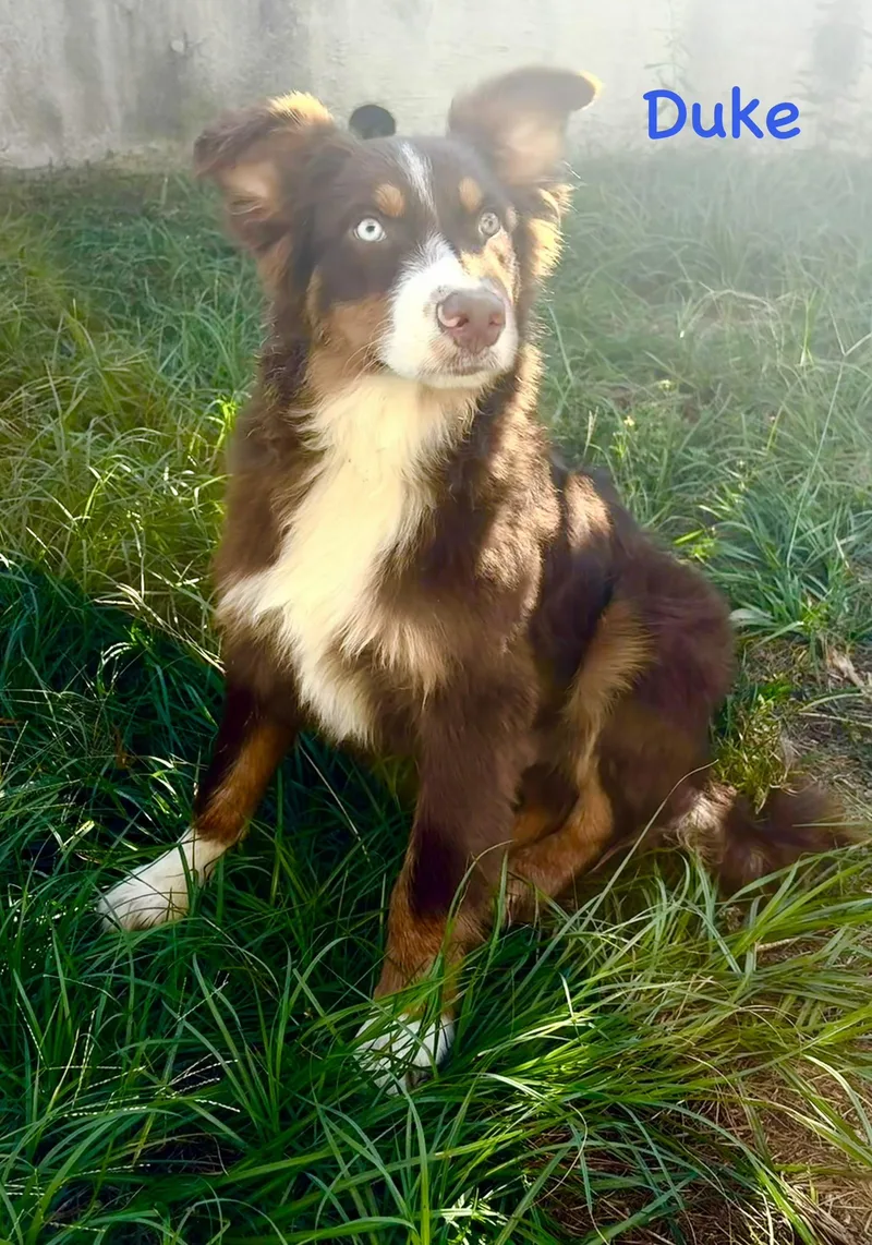 A baby medium-sized male Australian Shepherd dog named Duke for adoption in Semmes, AL