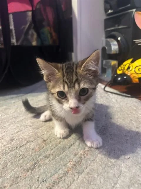 A baby small-sized male Domestic Short Hair cat named Fib for adoption in Tustin, CA