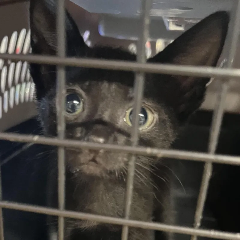A baby small-sized male Black Domestic Short Hair cat named Button for adoption in Dearborn, MI