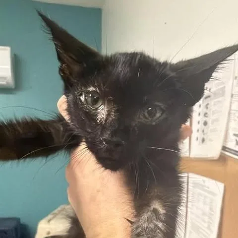 A baby small-sized male Black Domestic Short Hair cat named Gee Ma for adoption in Fredericksburg, VA