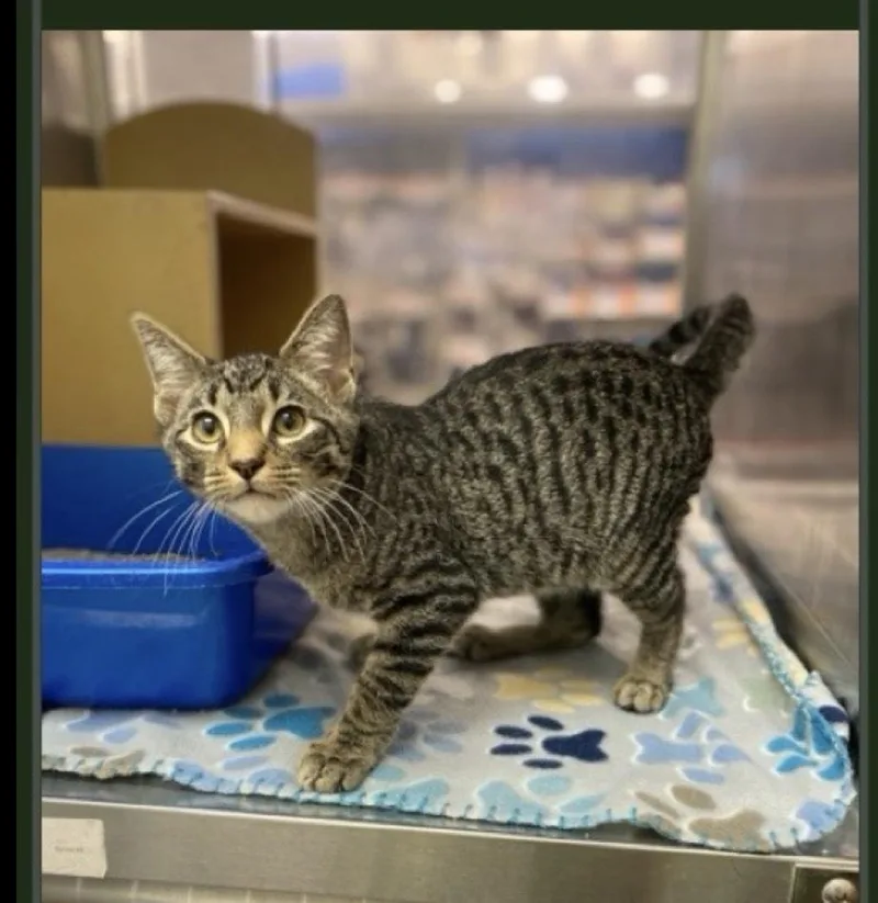 A baby medium-sized male Domestic Short Hair cat named Neo for adoption in Lafayette, CO