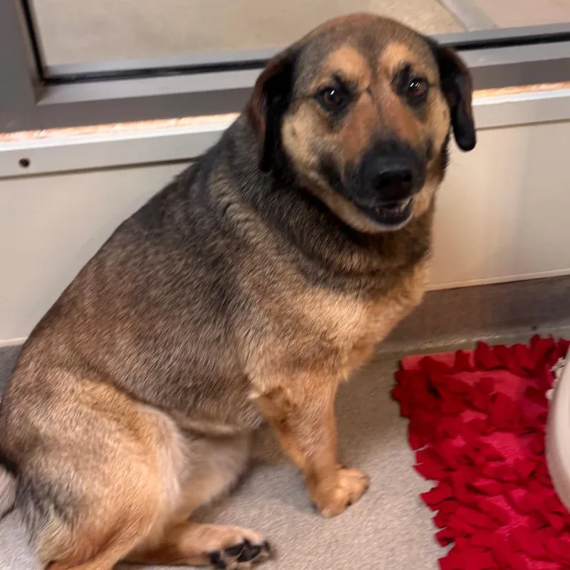 A senior large-sized female Brown / Chocolate Mixed Breed dog named Charli for adoption in Lynchburg, VA