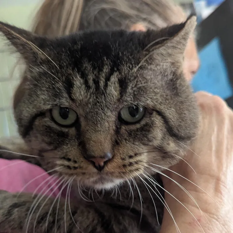 An adult large-sized male Brown / Chocolate Domestic Short Hair cat named King Tut for adoption in San Antonio, TX