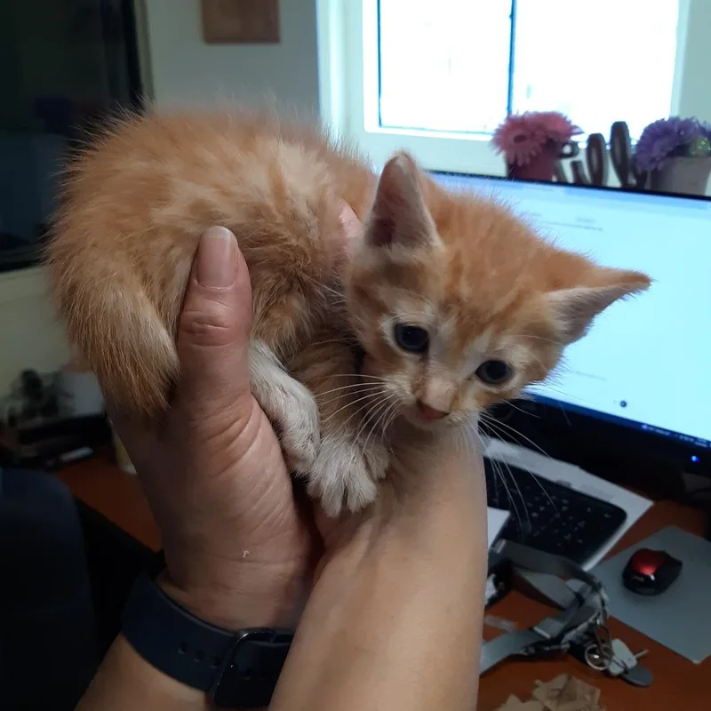 A baby small-sized male Orange / Red Domestic Short Hair cat named Banjo for adoption in Volcano, HI