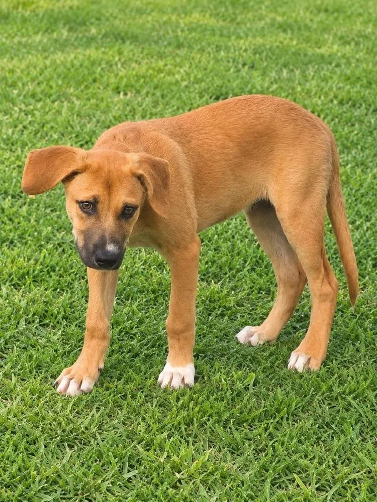 A baby medium-sized male American Bulldog dog named Devin for adoption in Colorado Springs, CO