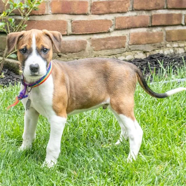 A baby small-sized male Pointer dog named Bennett for adoption in St. Louis, MO