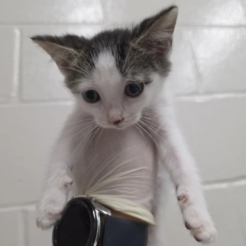 A baby small-sized female White Domestic Medium Hair cat named Sofia for adoption in Jacksonville, FL