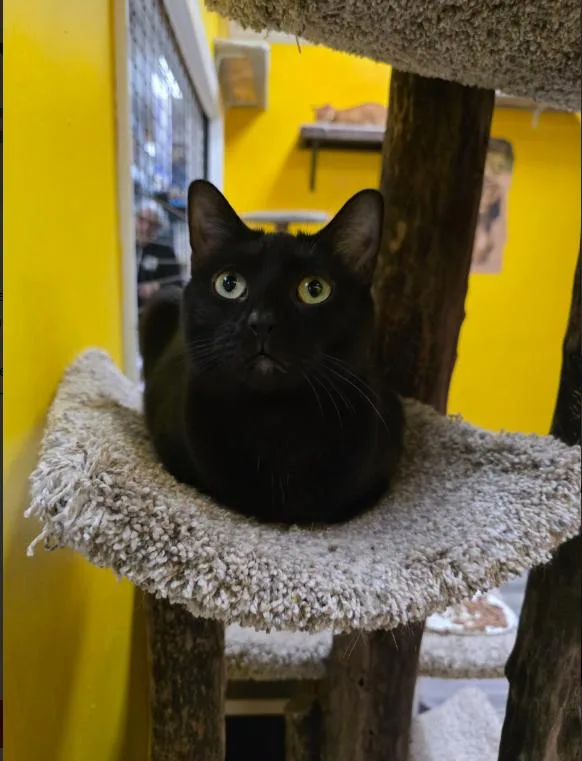 A young medium-sized female Black Domestic Short Hair cat named Wendy for adoption in Chicago, IL