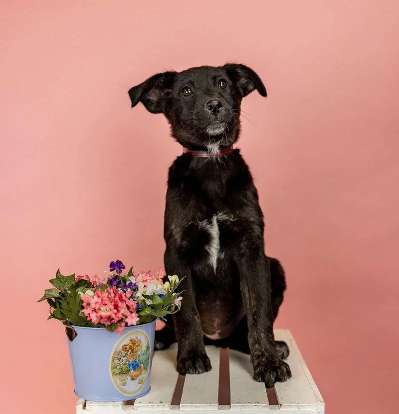 A baby medium-sized female Shepherd dog named 254-26 for adoption in Brighton, CO