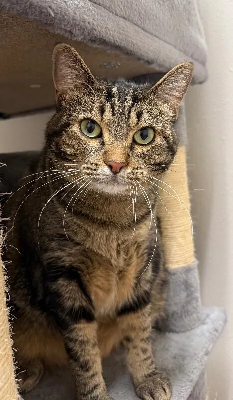 An adult medium-sized female Domestic Short Hair cat named Peggy Sue for adoption in Yankton, SD