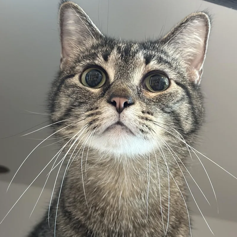 An adult medium-sized female Brown / Chocolate Domestic Short Hair cat named Dee for adoption in Matteson, IL