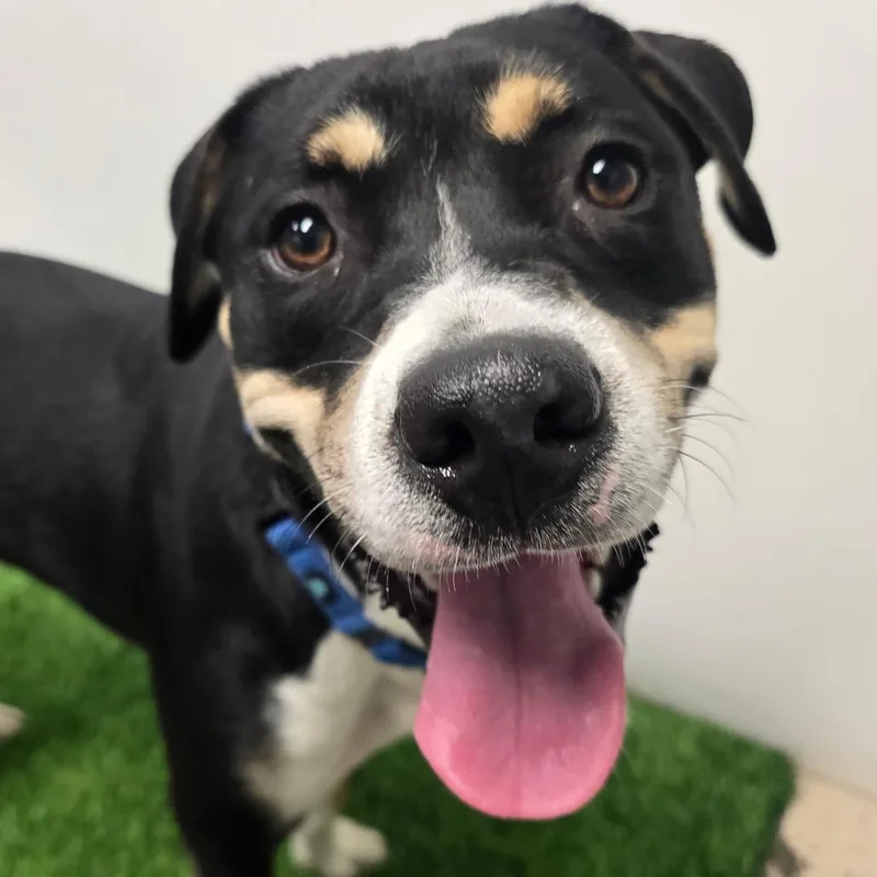 A young medium-sized male Black Husky dog named Juco for adoption in Columbia, MO