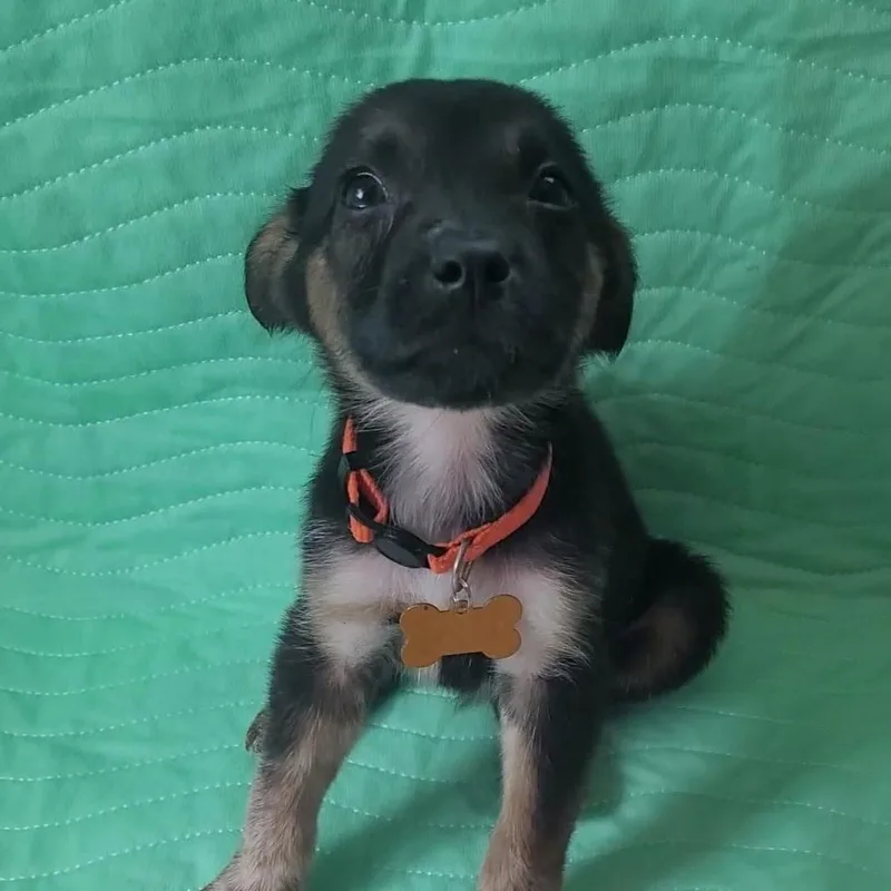 A baby medium-sized female Belgian Shepherd / Malinois dog named Sweetpea for adoption in SAN ANGELO, TX