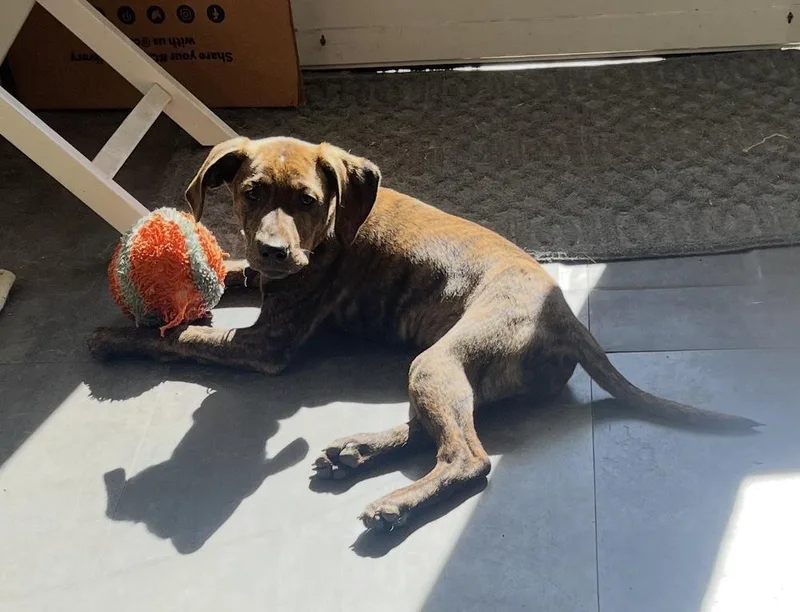 A baby large-sized female Brindle Hound dog named Marge for adoption in New Albany, OH