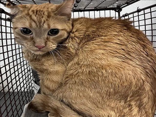 An adult medium-sized male Domestic Short Hair cat named Lion for adoption in Los Angeles, CA