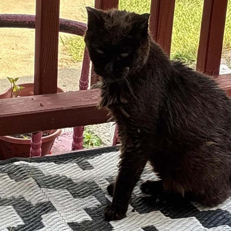 A senior medium-sized female Black Domestic Short Hair cat named Redsheen for adoption in Rochester, MN