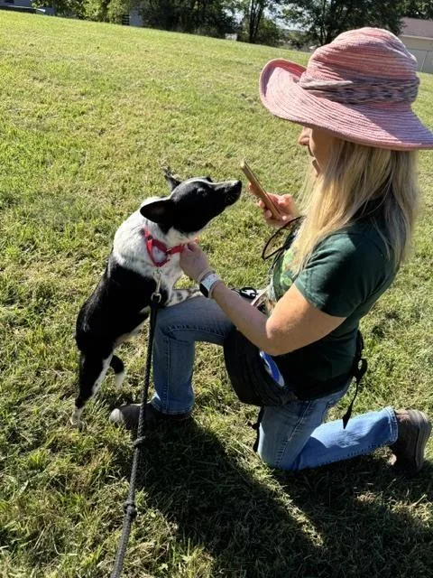 An adult small-sized male Australian Cattle Dog / Blue Heeler dog named Bosco for adoption in Kalamazoo, MI