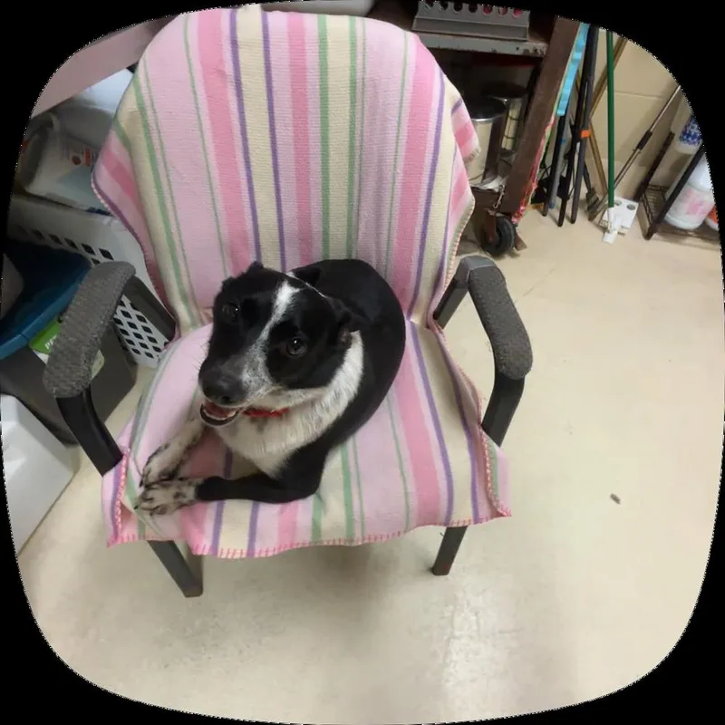 Bosco thumbnail 2