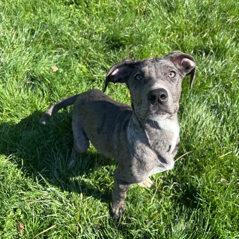A baby medium-sized male Gray / Blue / Silver Great Dane dog named Prince Kit for adoption in Waynesboro, PA