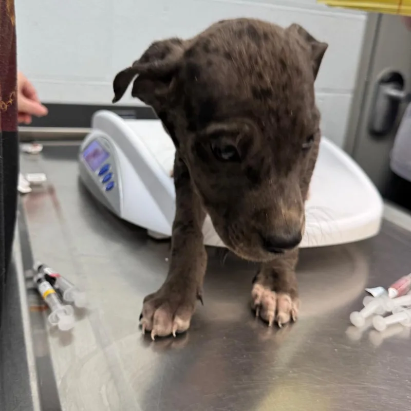 Prince Kit thumbnail 2