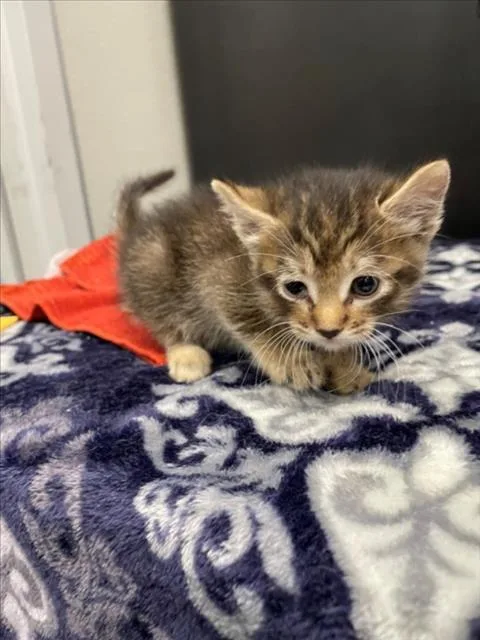 A baby small-sized female Domestic Short Hair cat named Ariel for adoption in Tracy, CA