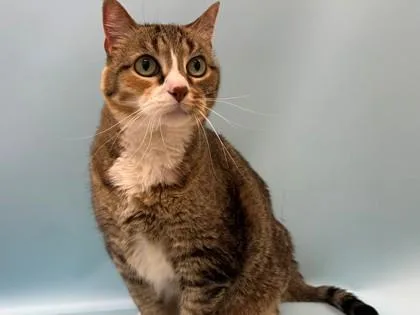 A senior small-sized female Domestic Short Hair cat named Meekah for adoption in Woodbury, MN