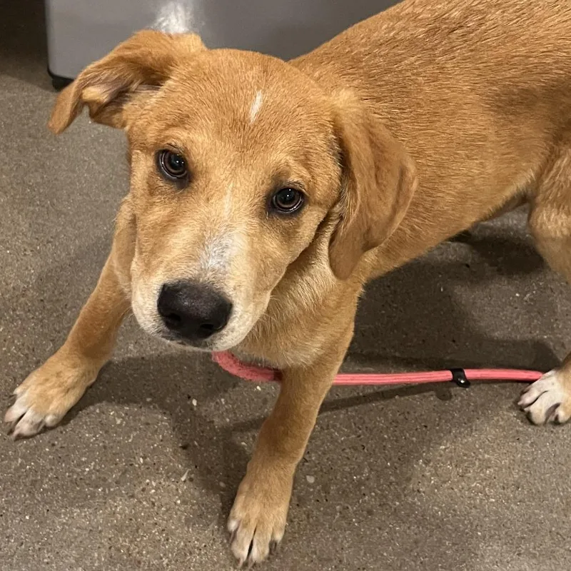 A baby large-sized female Red / Chestnut / Orange Rhodesian Ridgeback dog named Blossom for adoption in Washburn, MO