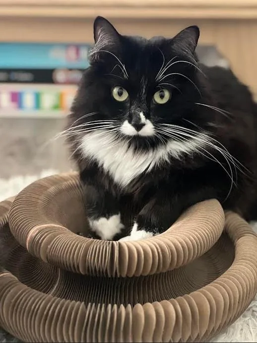 A young medium-sized female Black & White / Tuxedo Domestic Medium Hair cat named Luna for adoption in Wilmington, NC
