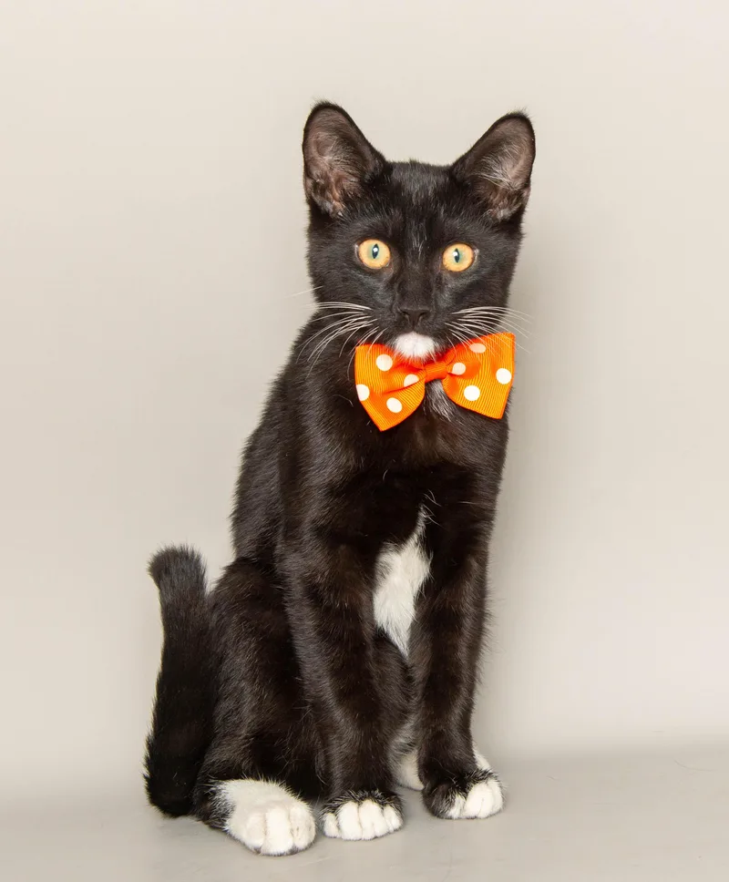 A baby medium-sized male Black & White / Tuxedo Domestic Short Hair cat named Robin for adoption in Wyandotte, MI