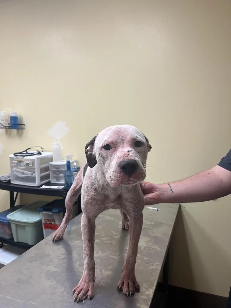 A baby medium-sized male Mixed Breed dog named Sugar Foots ✅ for adoption in Florence, SC