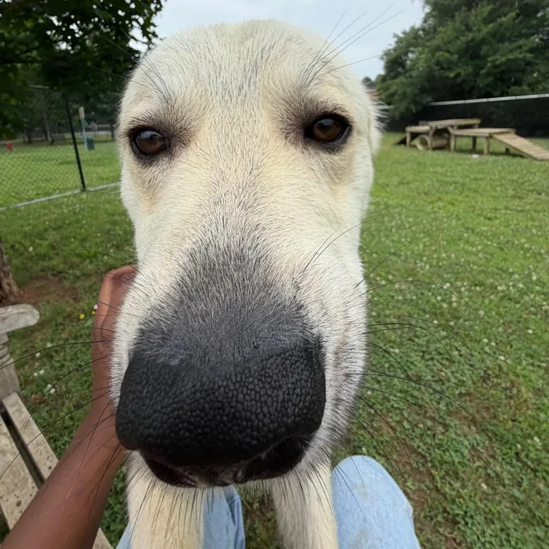 An adult medium-sized male White / Cream Mixed Breed dog named Ruffle Stuff for adoption in Chattanooga, TN