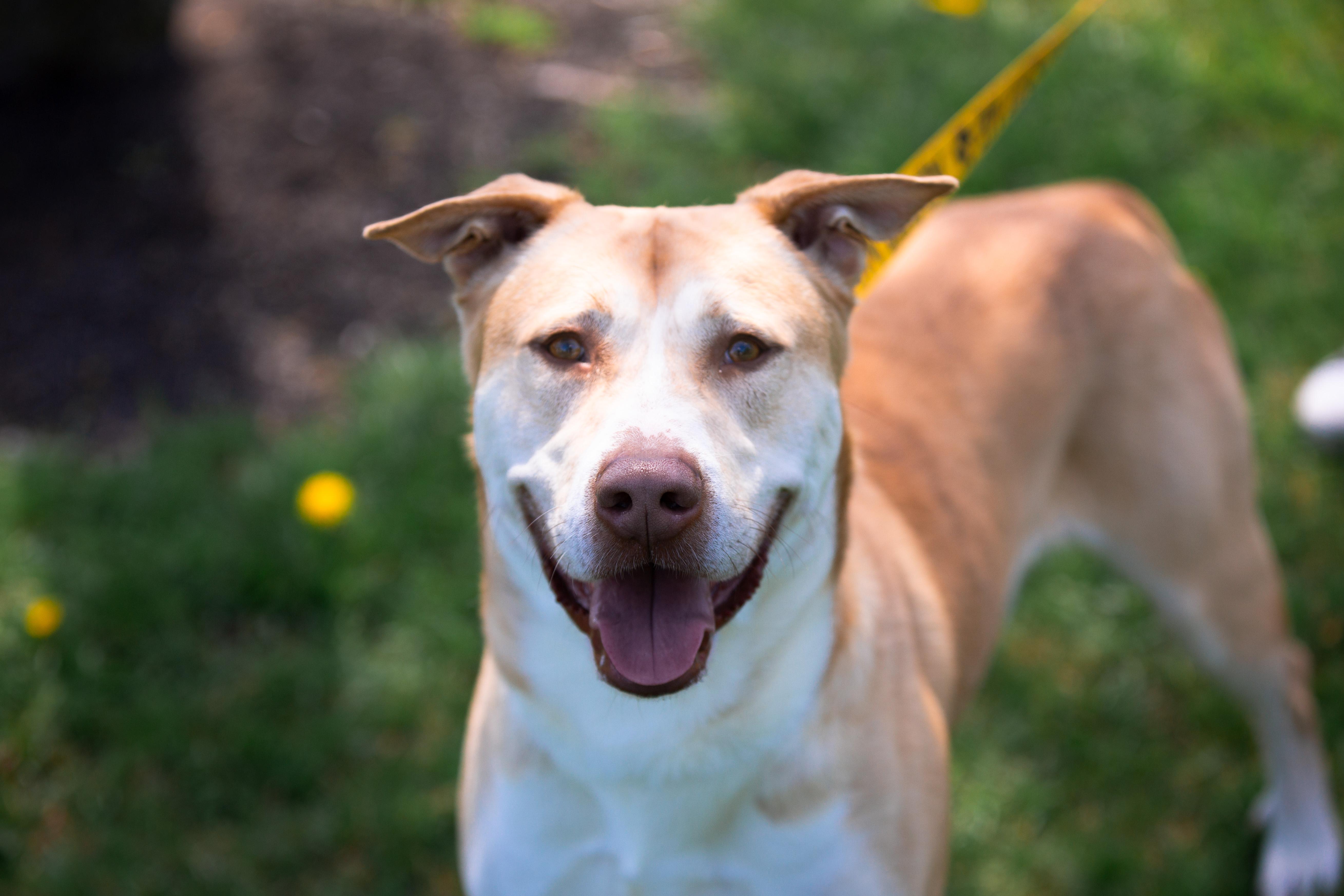 A young large-sized male Yellow Labrador Retriever dog named Chip for adoption in Maybrook, NY