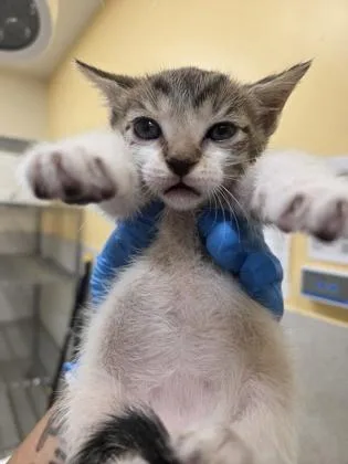 A baby small-sized female Domestic Short Hair cat named Monkey for adoption in Honolulu, HI
